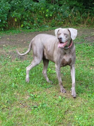 Vicary Bottoms Park - Peoria, IL