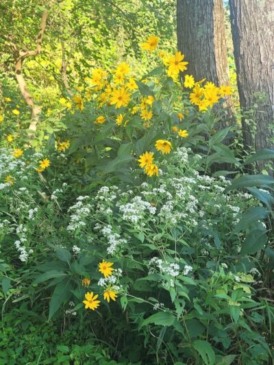 Vicary Bottoms Park - Peoria, IL