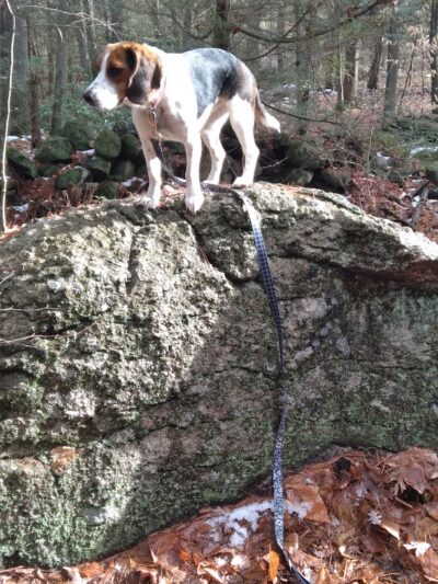 Pepperell Town Forest Rest Area & Trail - Pepperell, MA