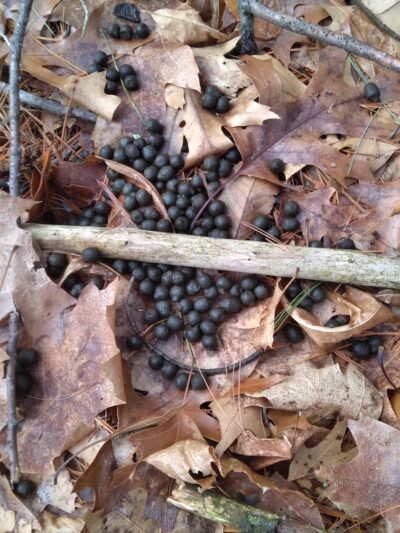 Pepperell Town Forest Rest Area & Trail - Pepperell, MA