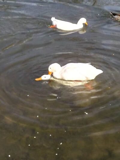 Hornady Park - Petersburg, IN