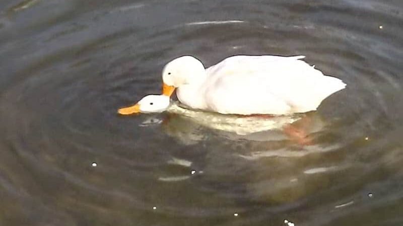 Hornady Park - Petersburg, IN