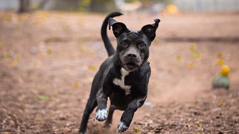 Orianna Hill Park - Philadelphia, PA