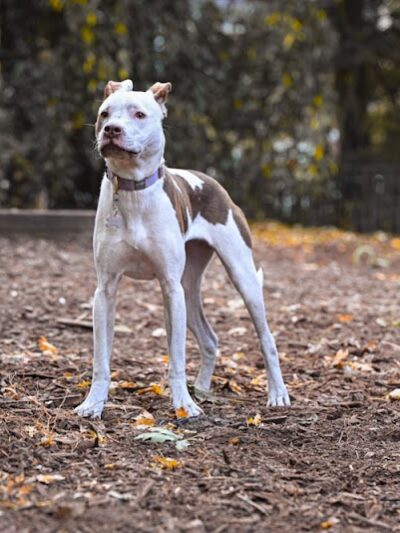 Orianna Hill Park - Philadelphia, PA