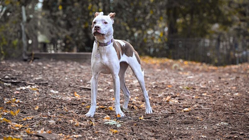 Orianna Hill Park - Philadelphia, PA