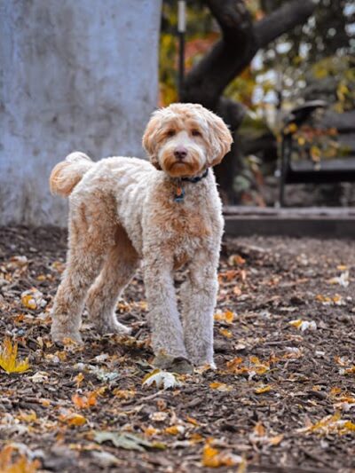 Orianna Hill Park - Philadelphia, PA