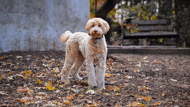Orianna Hill Park - Philadelphia, PA