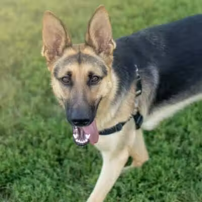 Avilla Community Dog Park - Phoenix, AZ