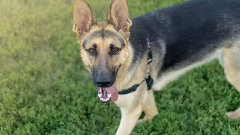 Avilla Community Dog Park - Phoenix, AZ
