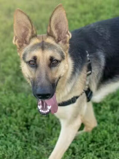 Avilla Community Dog Park - Phoenix, AZ