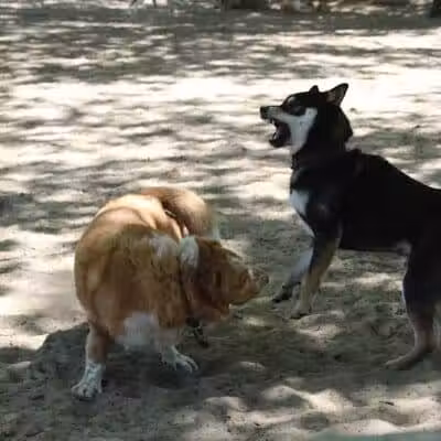 Avilla Community Dog Park - Phoenix, AZ