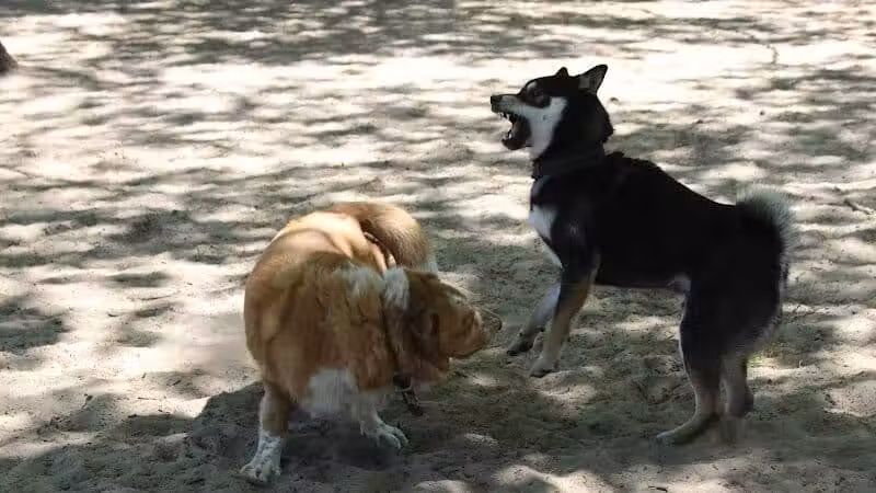 Avilla Community Dog Park - Phoenix, AZ