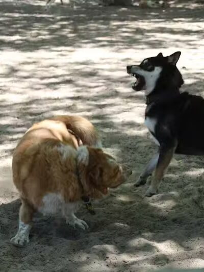 Avilla Community Dog Park - Phoenix, AZ