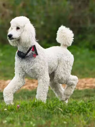 Avilla Community Dog Park - Phoenix, AZ