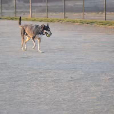 Avilla Community Dog Park - Phoenix, AZ