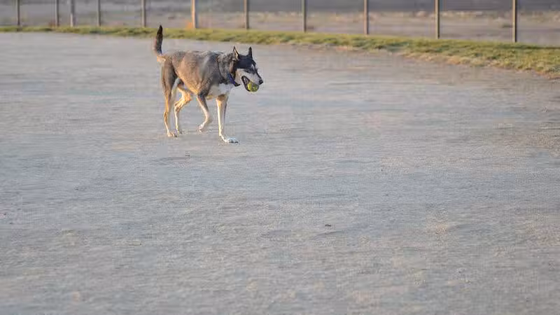 Avilla Community Dog Park - Phoenix, AZ