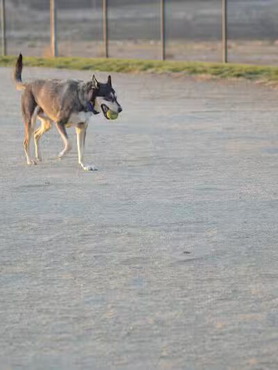 Avilla Community Dog Park - Phoenix, AZ