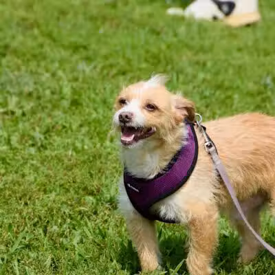 Avilla Community Dog Park - Phoenix, AZ