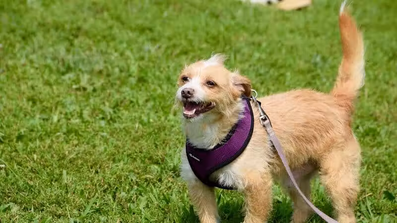 Avilla Community Dog Park - Phoenix, AZ
