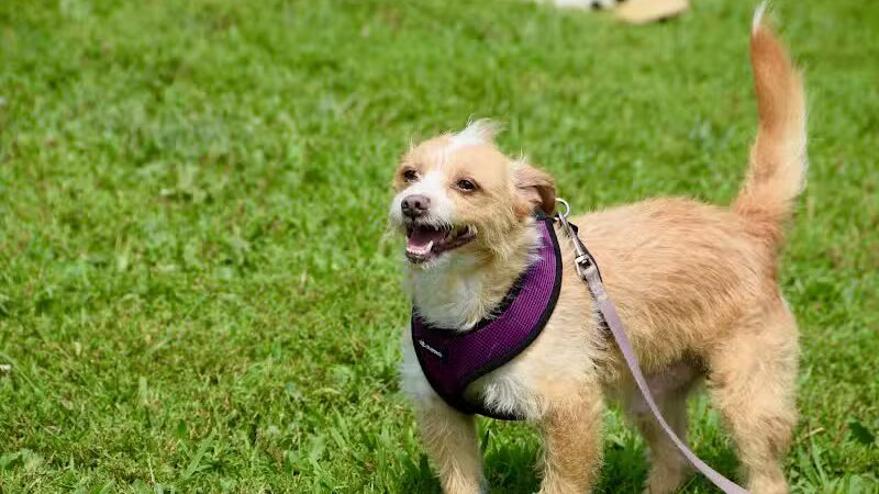 Avilla Community Dog Park - Phoenix, AZ