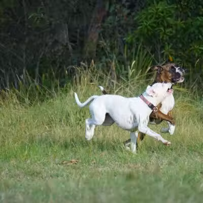 Avilla Community Dog Park - Phoenix, AZ