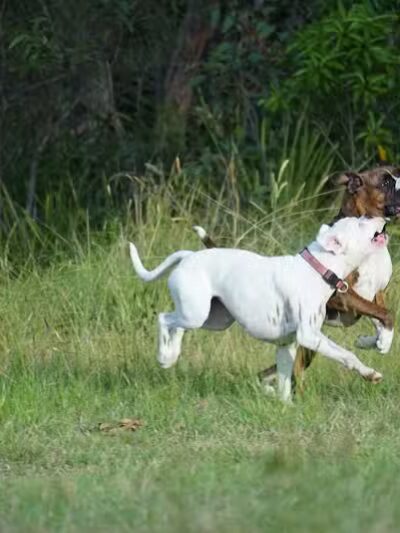 Avilla Community Dog Park - Phoenix, AZ