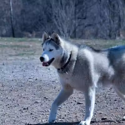 Avilla Community Dog Park - Phoenix, AZ