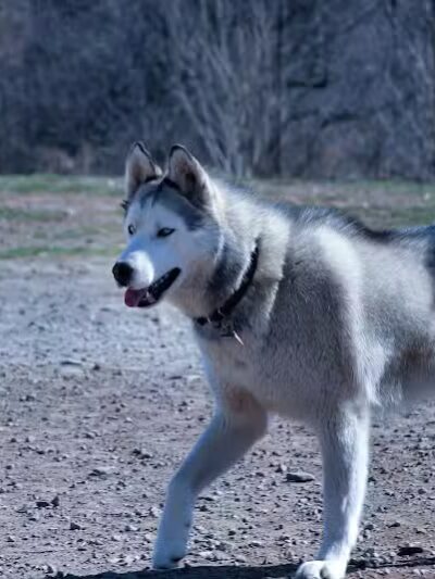 Avilla Community Dog Park - Phoenix, AZ