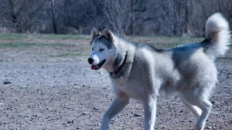 Avilla Community Dog Park - Phoenix, AZ