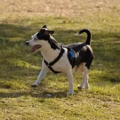 Avilla Community Dog Park - Phoenix, AZ