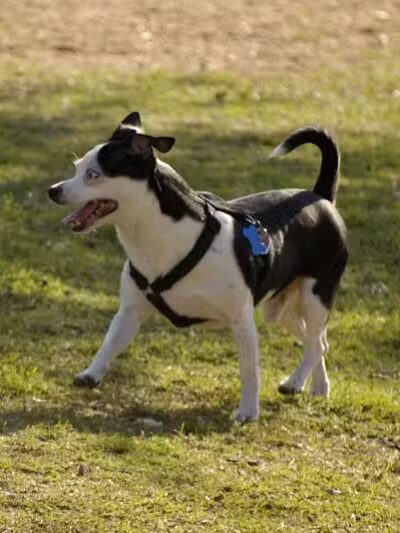 Avilla Community Dog Park - Phoenix, AZ