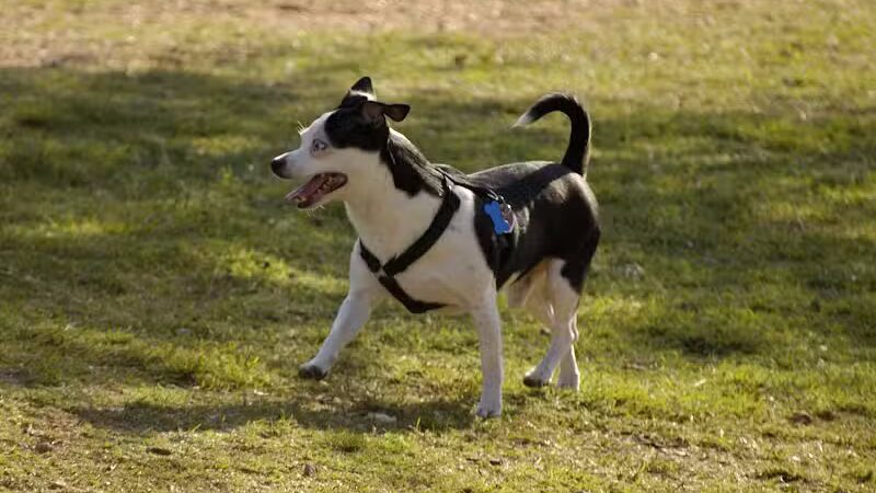 Avilla Community Dog Park - Phoenix, AZ