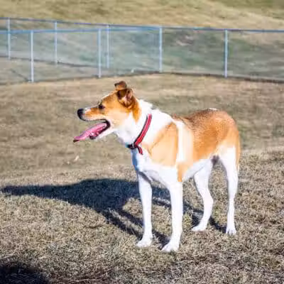 Avilla Community Dog Park - Phoenix, AZ