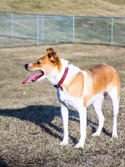 Avilla Community Dog Park - Phoenix, AZ