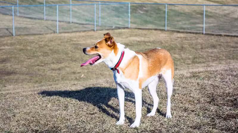 Avilla Community Dog Park - Phoenix, AZ