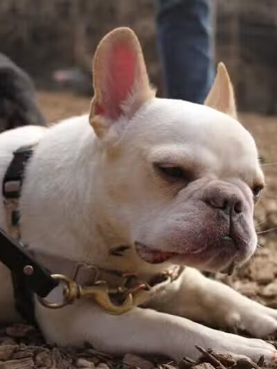 Avilla Community Dog Park - Phoenix, AZ