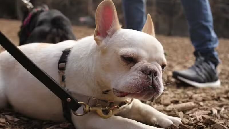 Avilla Community Dog Park - Phoenix, AZ