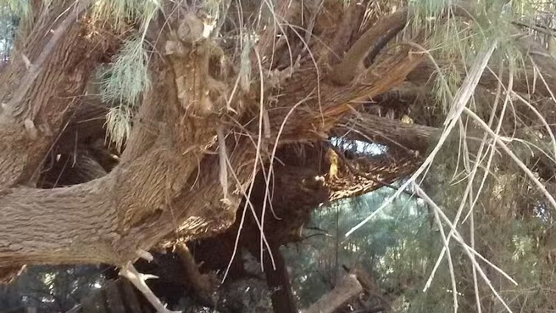 Esteban Park - Phoenix, AZ
