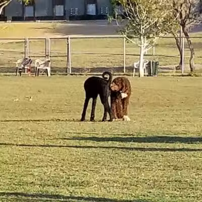 Grover Basin Dog Park - Phoenix, AZ