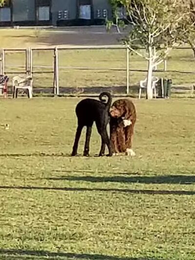 Grover Basin Dog Park - Phoenix, AZ