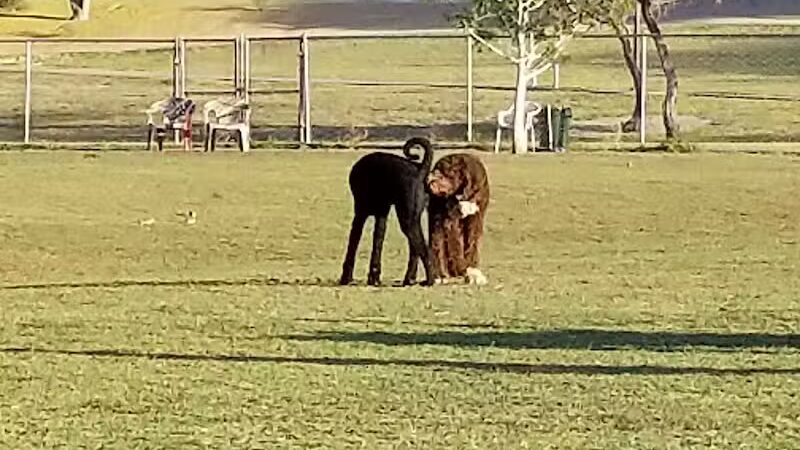 Grover Basin Dog Park - Phoenix, AZ