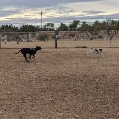 Grover Basin Dog Park - Phoenix, AZ