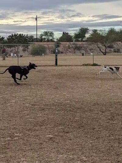Grover Basin Dog Park - Phoenix, AZ