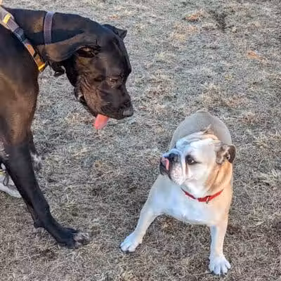 Grover Basin Dog Park - Phoenix, AZ