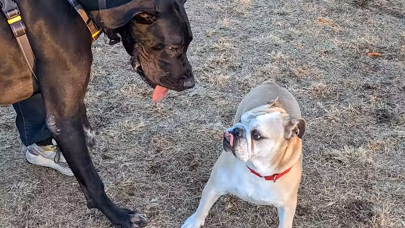 Grover Basin Dog Park - Phoenix, AZ