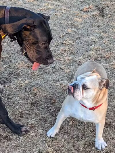 Grover Basin Dog Park - Phoenix, AZ