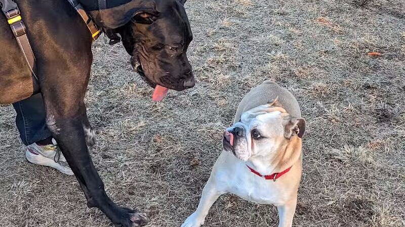 Grover Basin Dog Park - Phoenix, AZ
