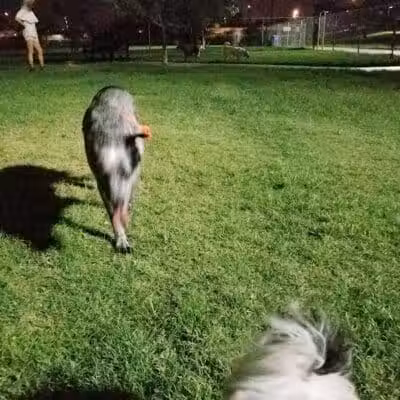 Grover Basin Dog Park - Phoenix, AZ