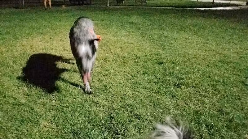 Grover Basin Dog Park - Phoenix, AZ