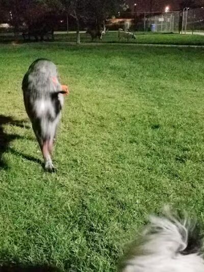 Grover Basin Dog Park - Phoenix, AZ